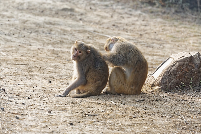Keoladeo national park-024